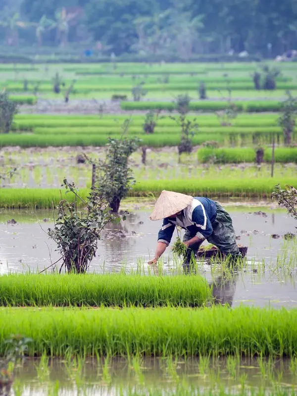rice growing