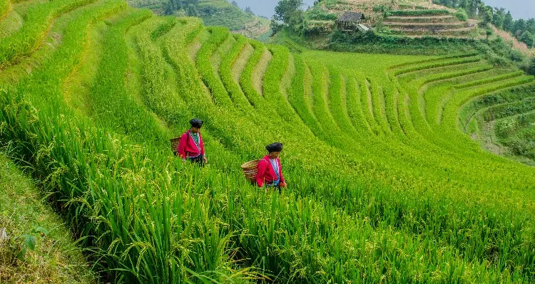 The Terraced Mountains of Longsheng