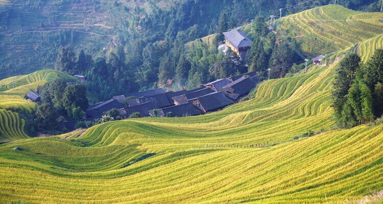 Jinkeng Rice Terraces