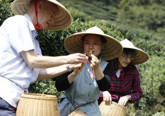 tea picking in Hangzhou