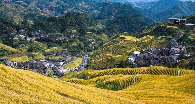 The harvest season of Longji Terraces
