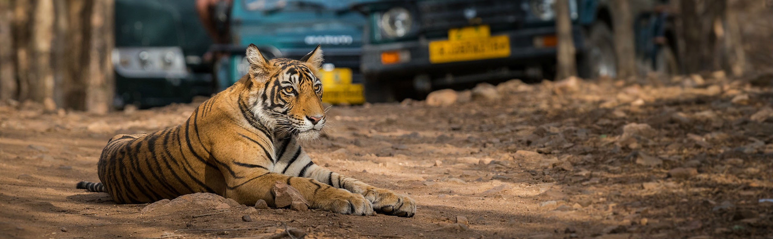 Best 7 National Parks for Tiger Safaris in India (Tips & Map)