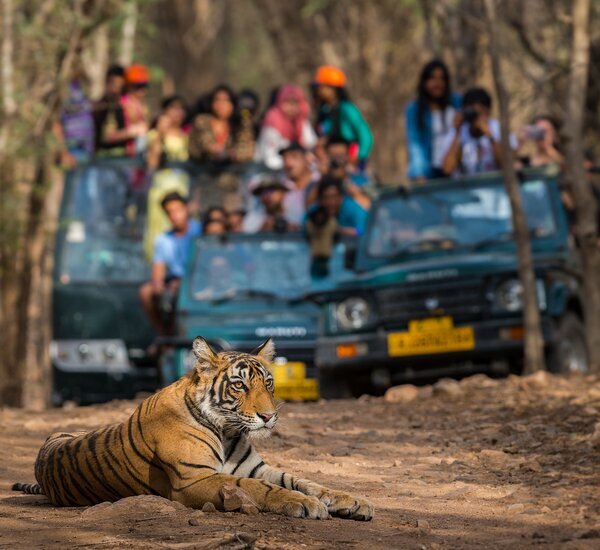 Best 7 National Parks for Tiger - E658d2296cb345bb8dc783bf Cut 600x550 241 1747147615
