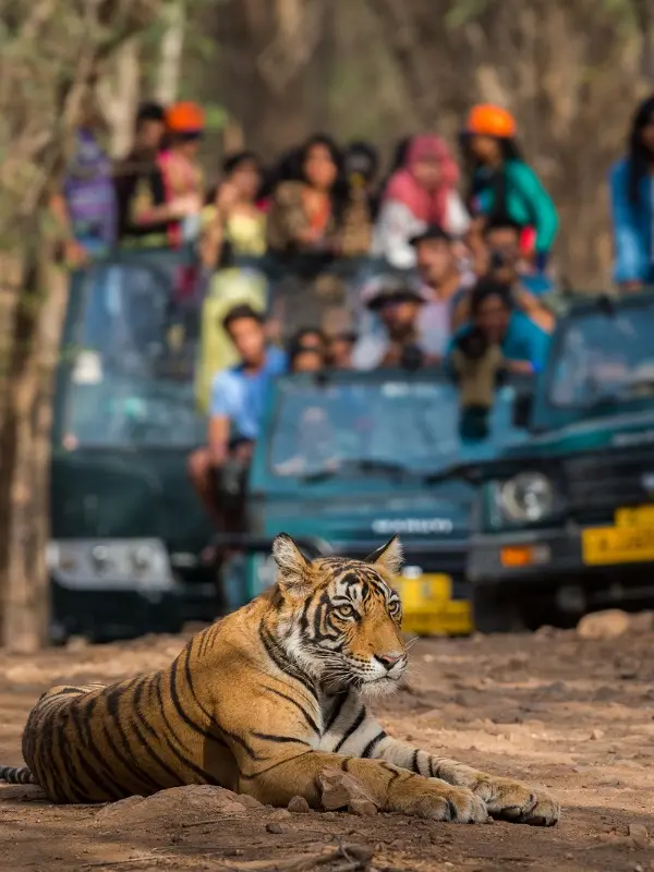 tiger safari