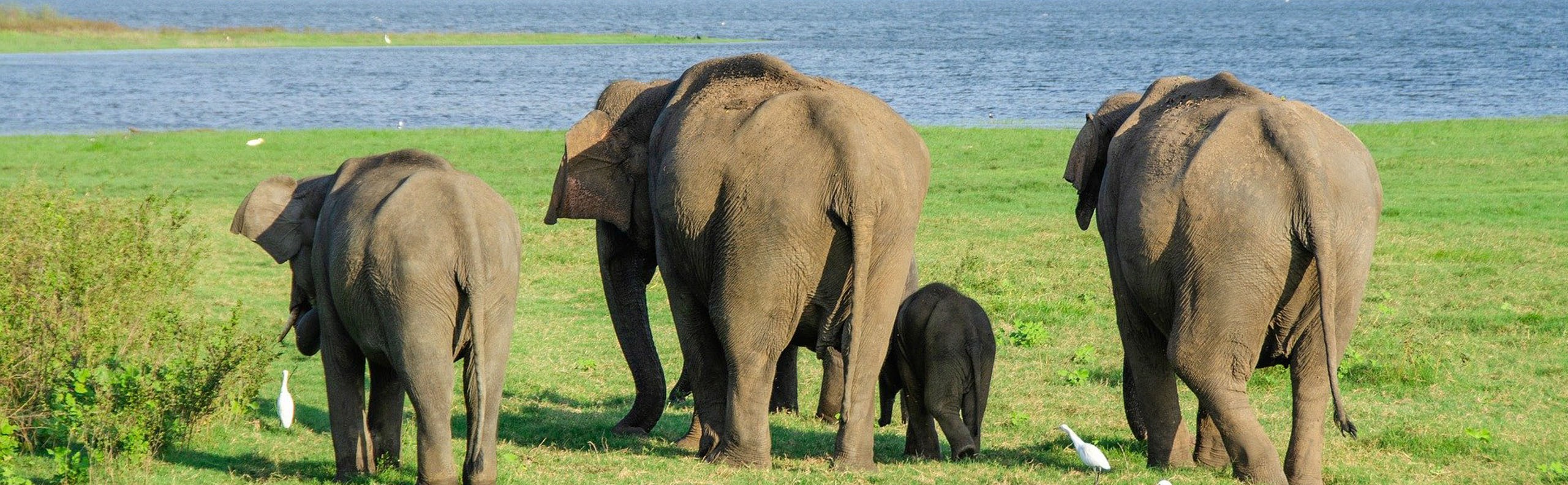 How to Plan a trip to Sri Lanka
