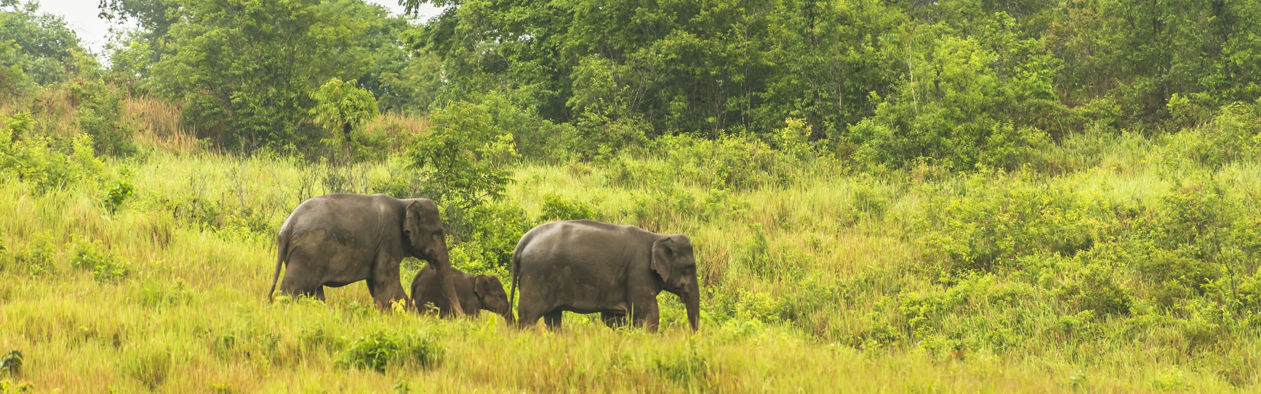 Khao Yai National Park 2025: Best Hikes & Tips for First-Timers