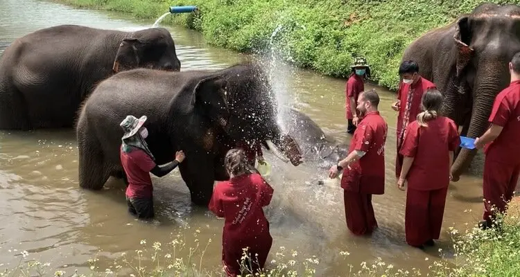 Bathe the elephants in Elephant Rescue Park.