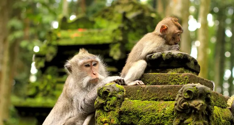 The monkeys in Alas Kedaton