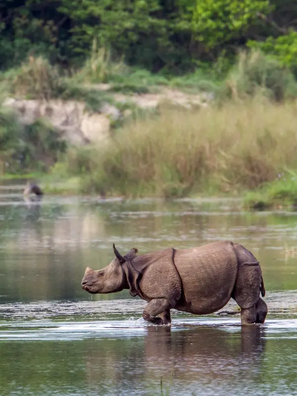 rhinoceros in the river