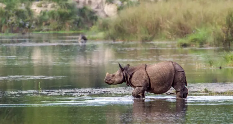 a rhinocero in the river
