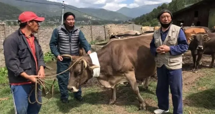 men with cows in the farm