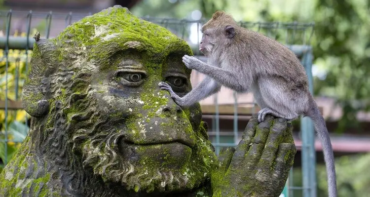 The cute monkeys in Monkey Forest