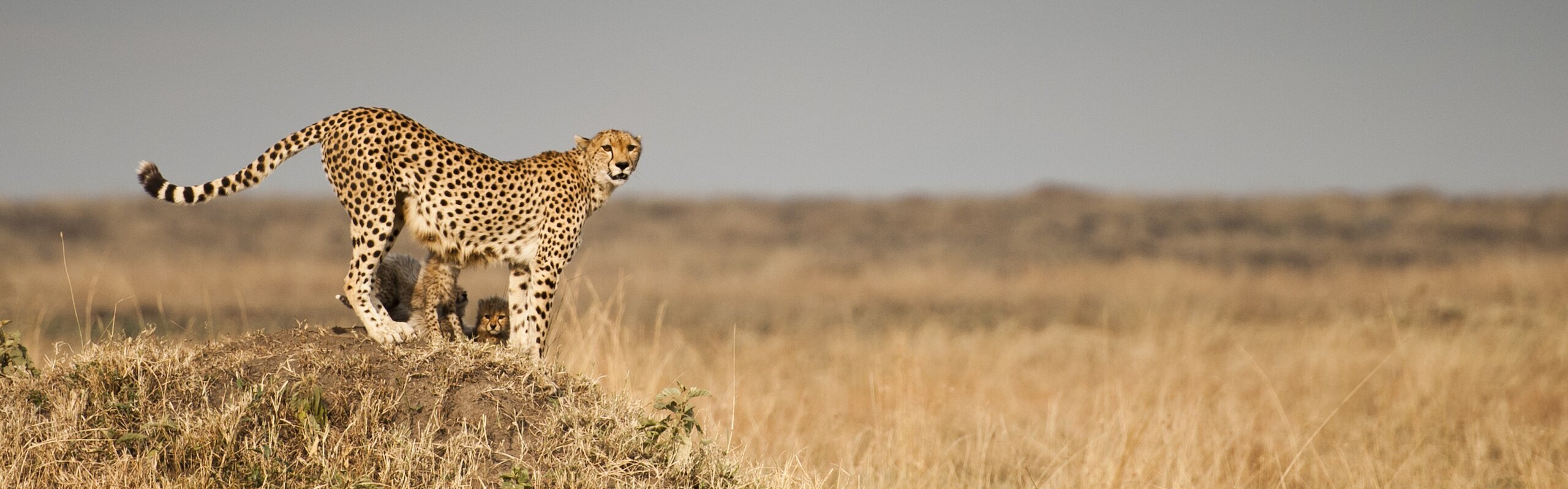 15-Day Egypt and Kenya Highlights Tour