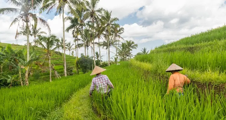 Bali farm