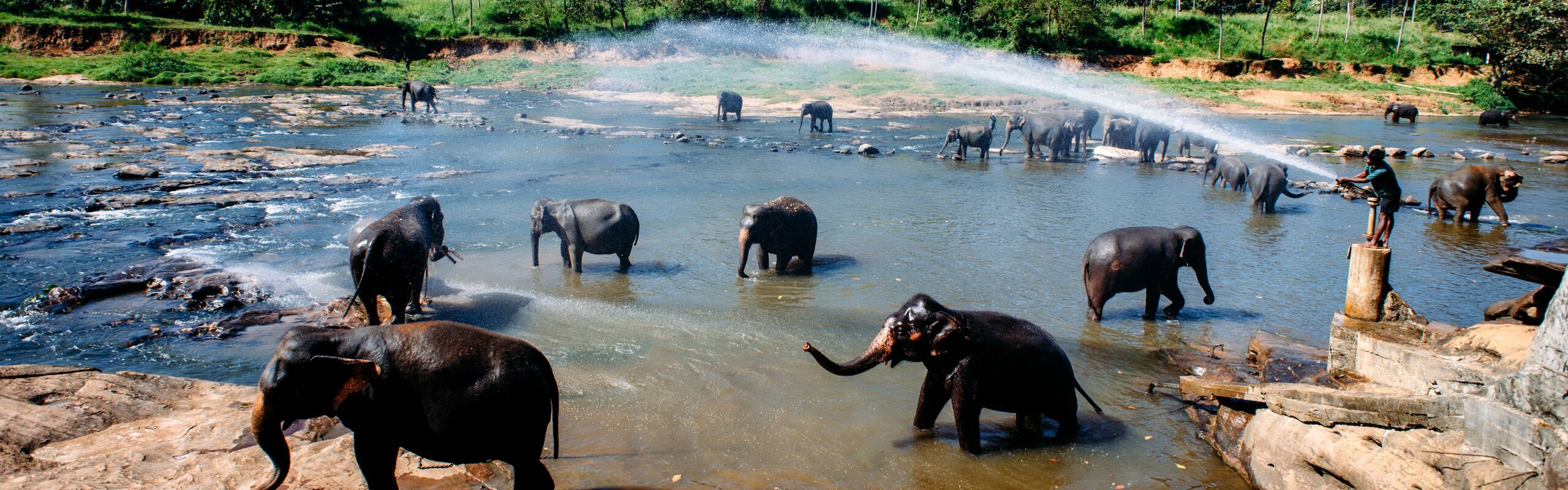 Why Are Elephants So Popular in Thailand?