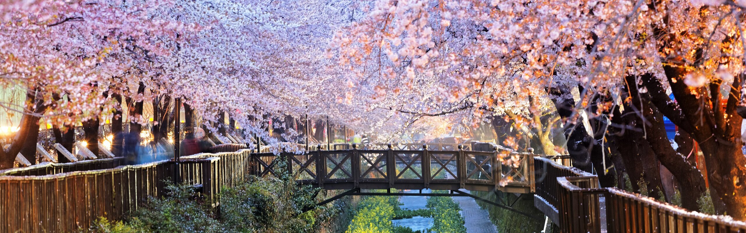 South Korea Weather in April 2025: Travel Tips for First-Timers