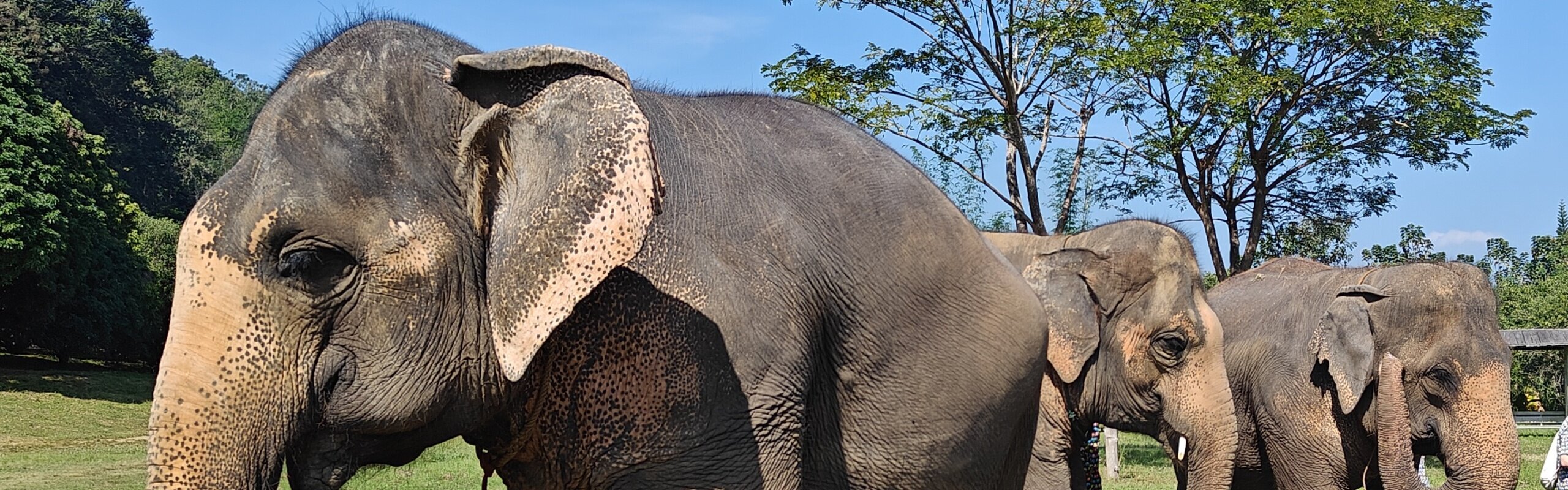 3 Days in Chiang Mai: Itinerary and Planning Tips 