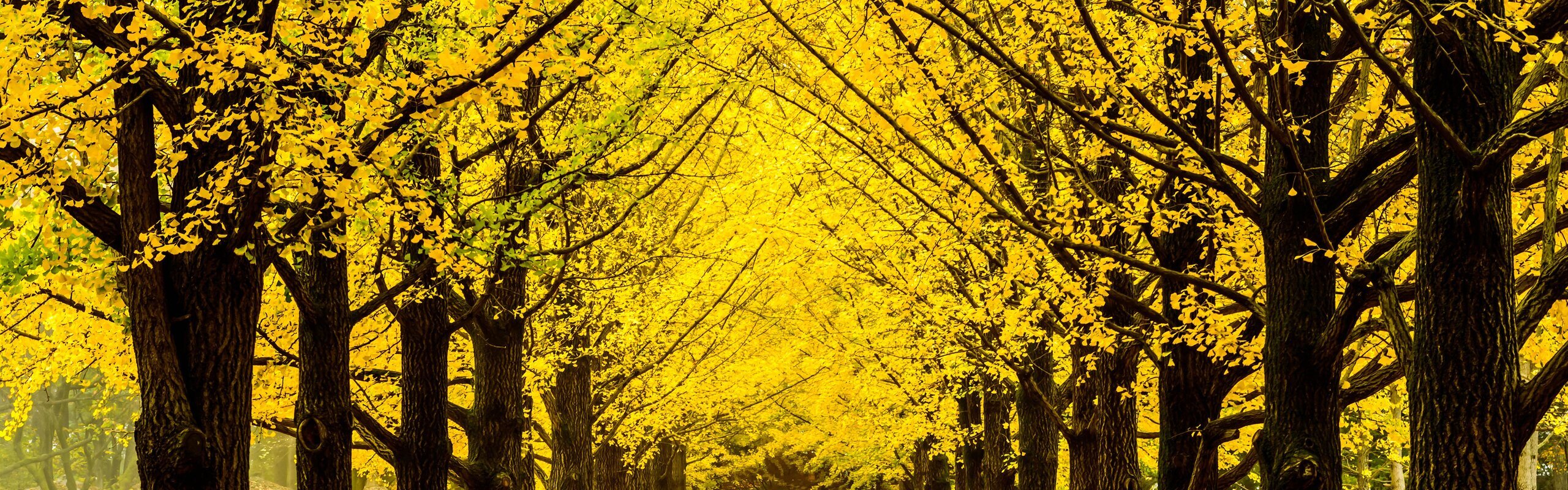 South Korea Weather in October 2025: Travel Tips for First-Timers