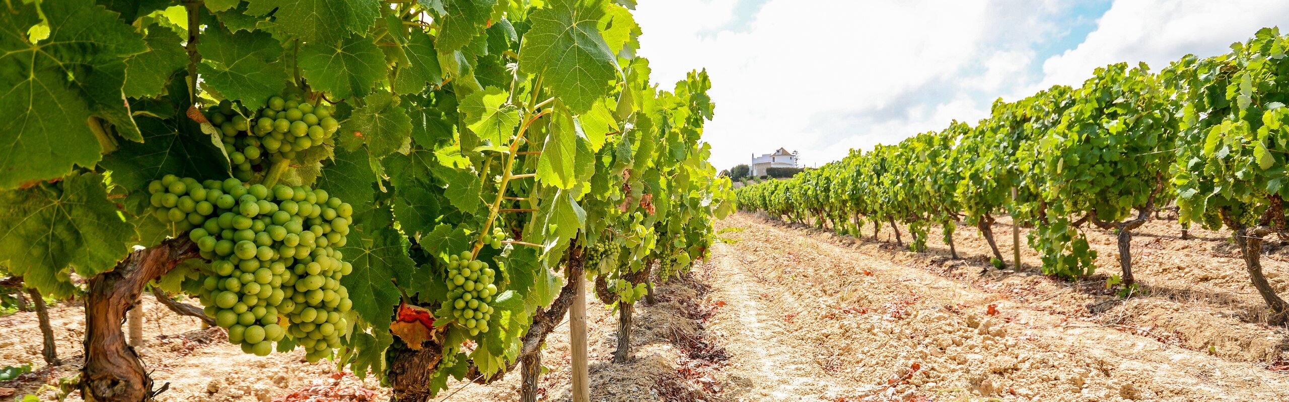 10-Day Portugese Food & Wine Discovery: Lisbon, Porto & Beyond