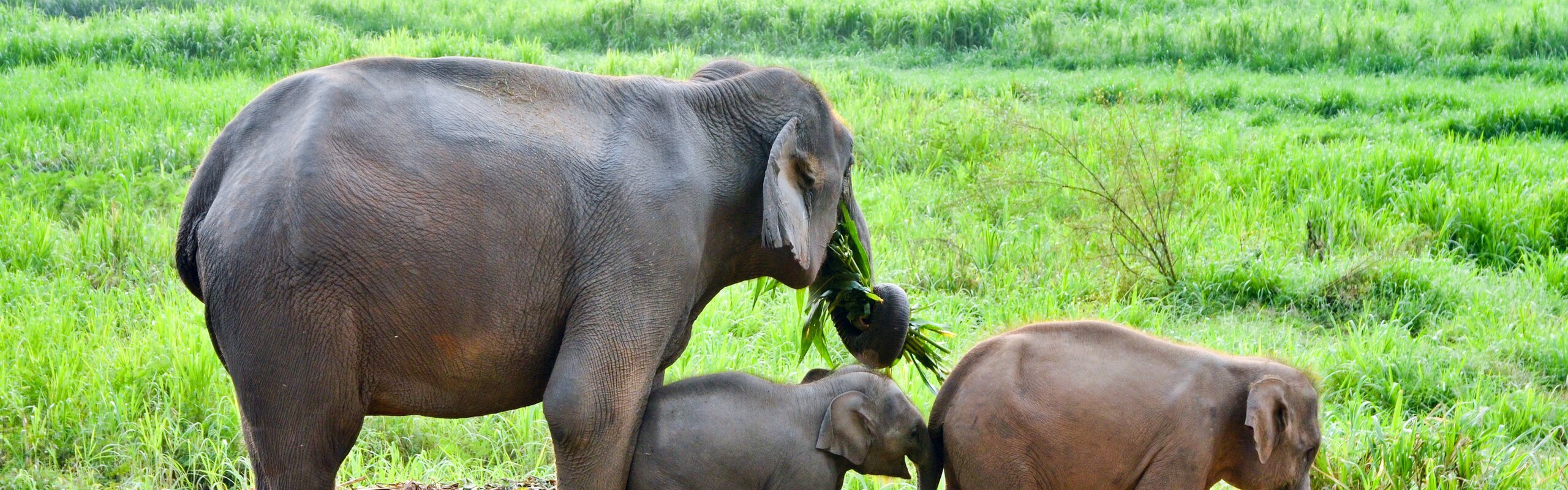 Where to See Wild Elephants in Thailand?