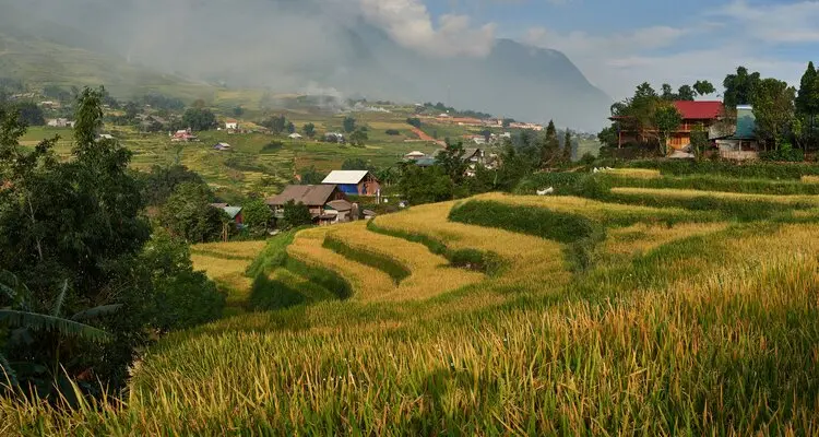 the leaping gibbons in Khao Yai national park