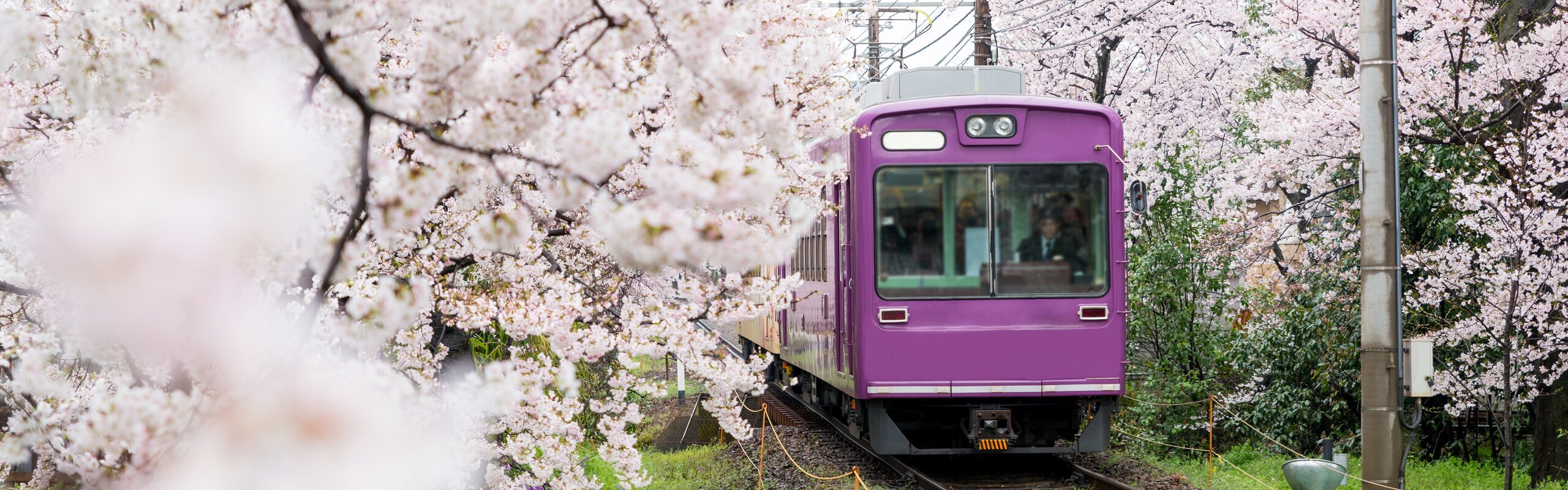 Spring in Asia 2026: Blossoms, Festivals & Unforgettable Journeys