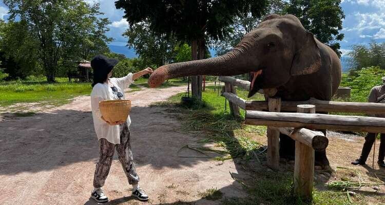 Elefant Camp Chiang Mai