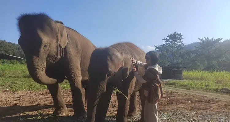 Interact with the elephants
