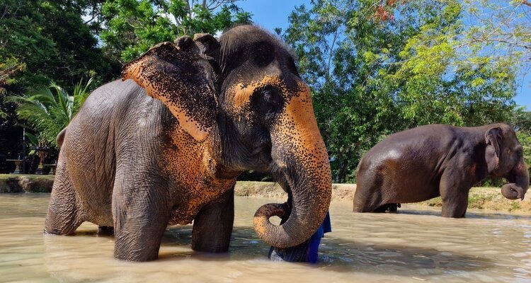 Elefanten hautnah erleben