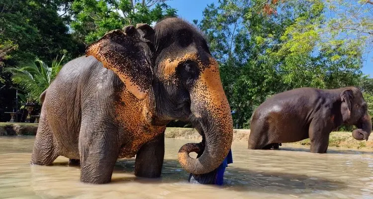 Cute Elephant in Phuket