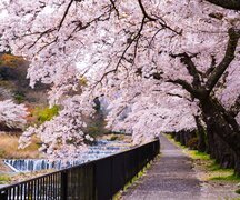 Japan's Cherry Blossoms