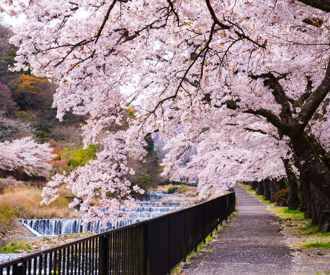 Japan's Cherry Blossoms
